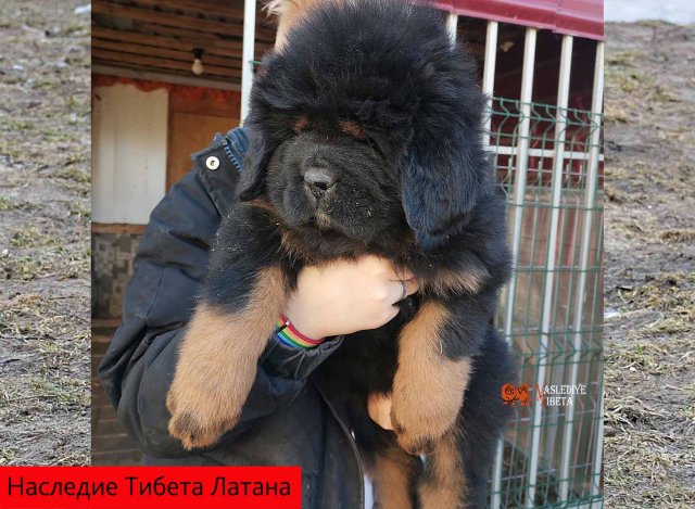 Щенки от пары Брайн х Ютера